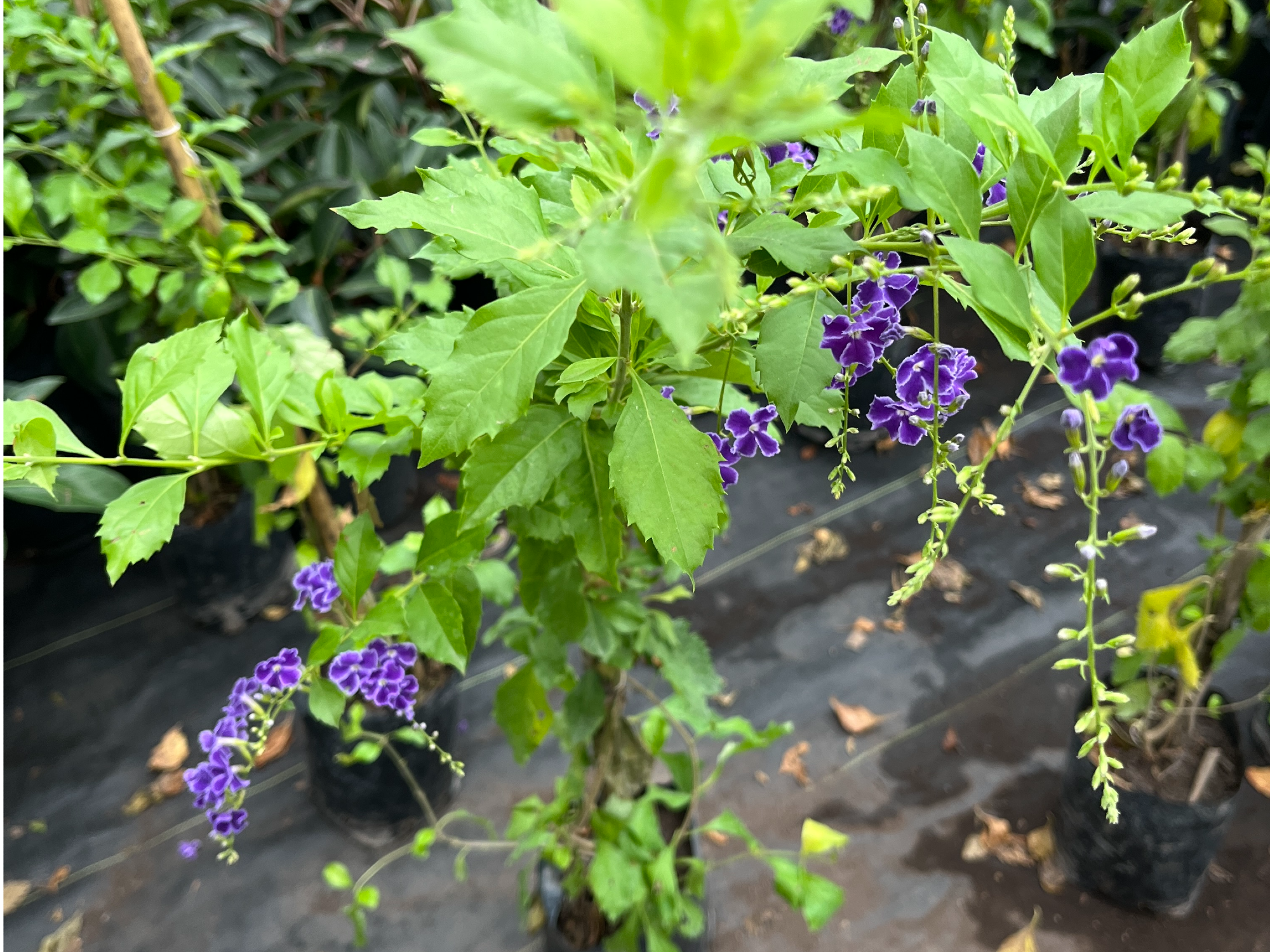 Duranta diciplinada