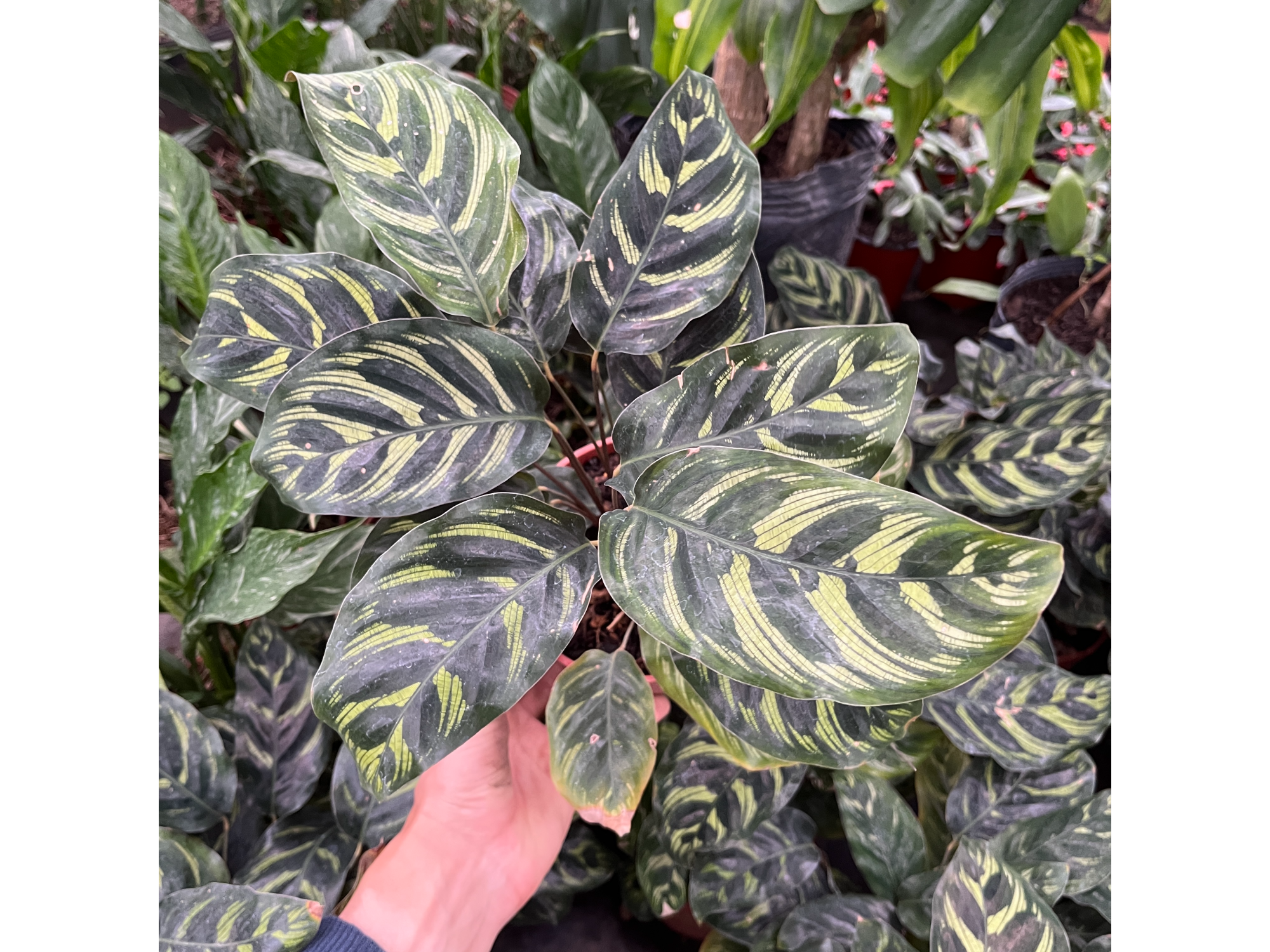 Calathea Makoyana S