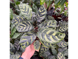 Calathea Makoyana S