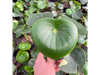 Peperomia Rain Drop S