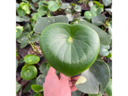 Peperomia Rain Drop S