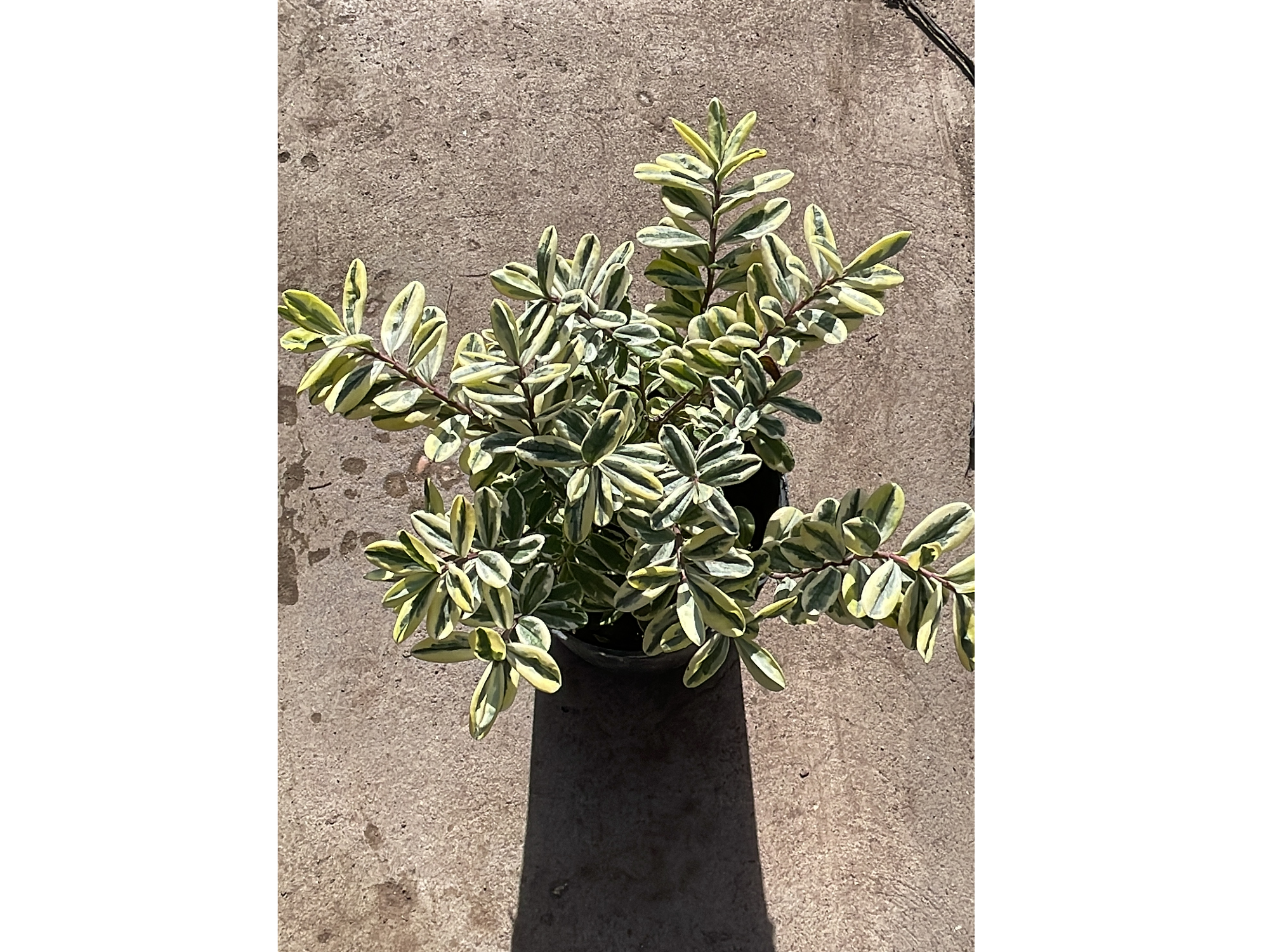 Veronica Variegada