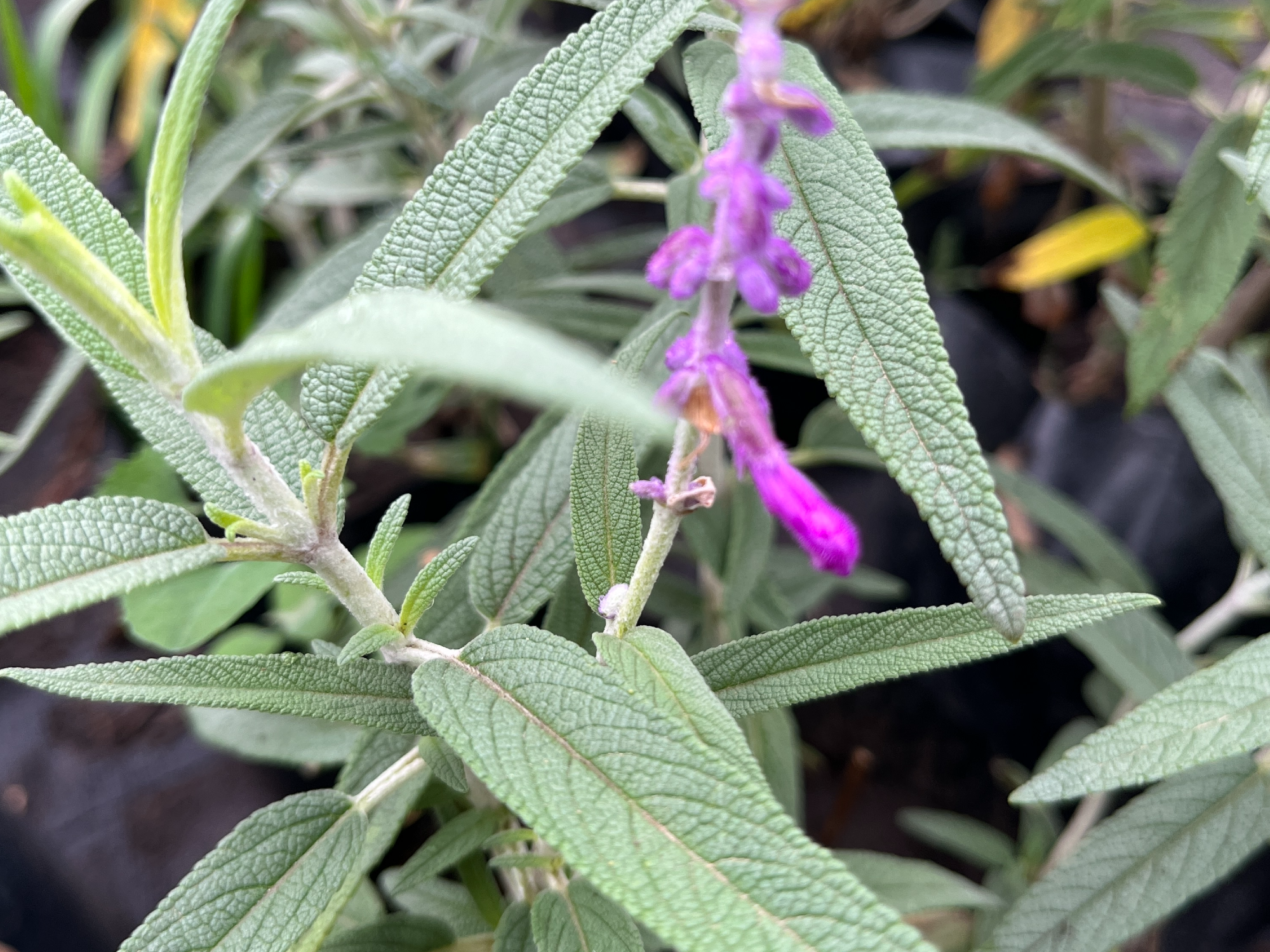 Salvia