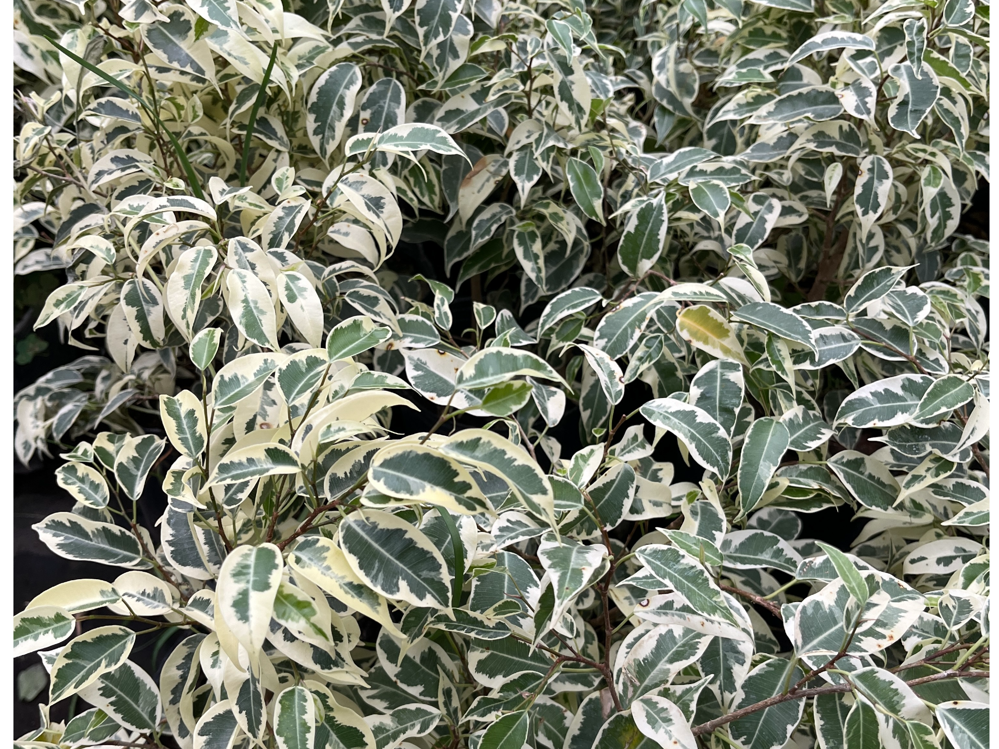 Ficus variegado S