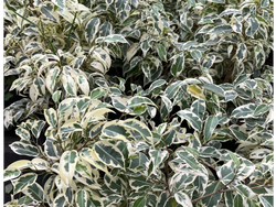 Ficus variegado S