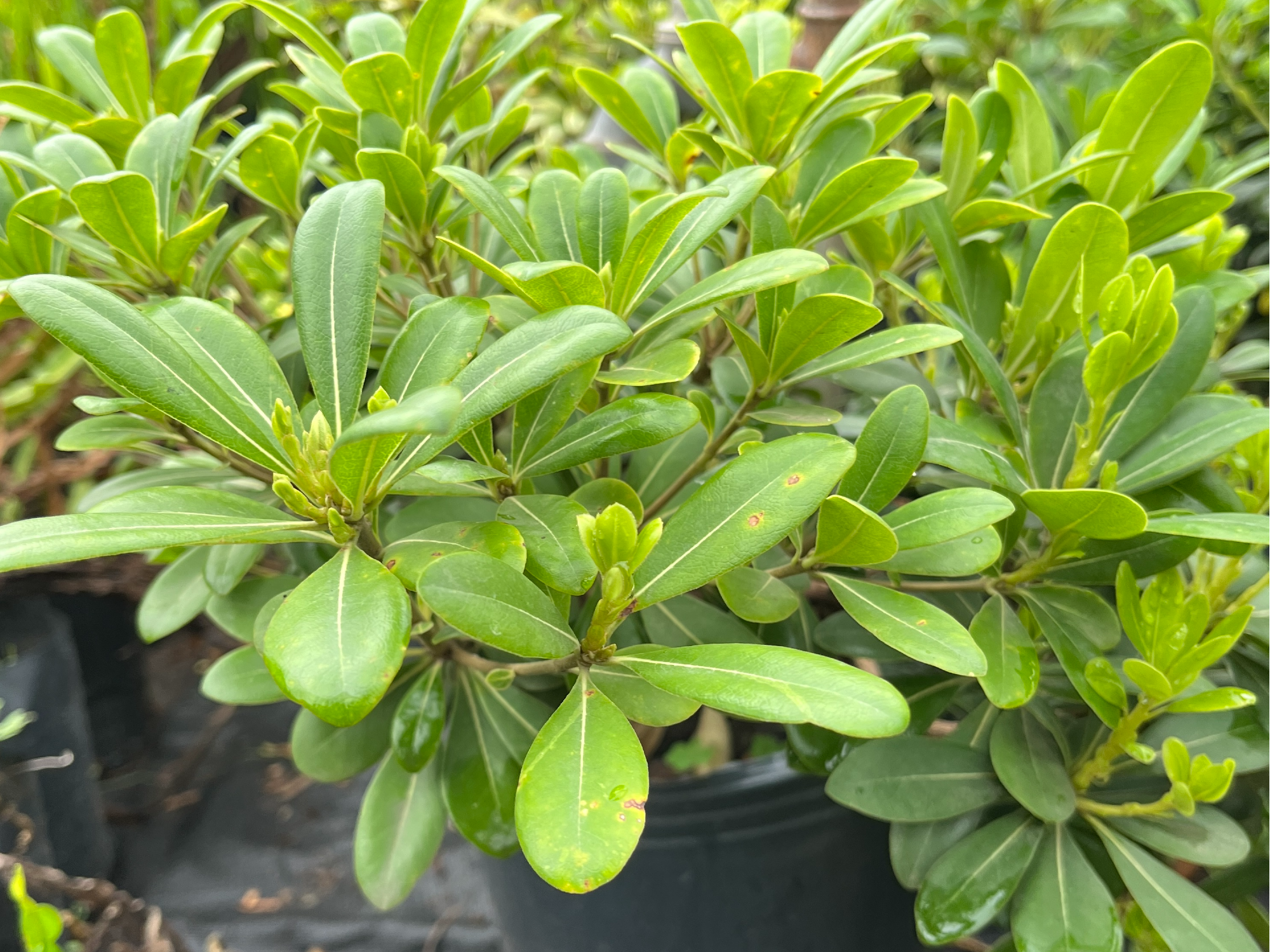 Pitosporum S