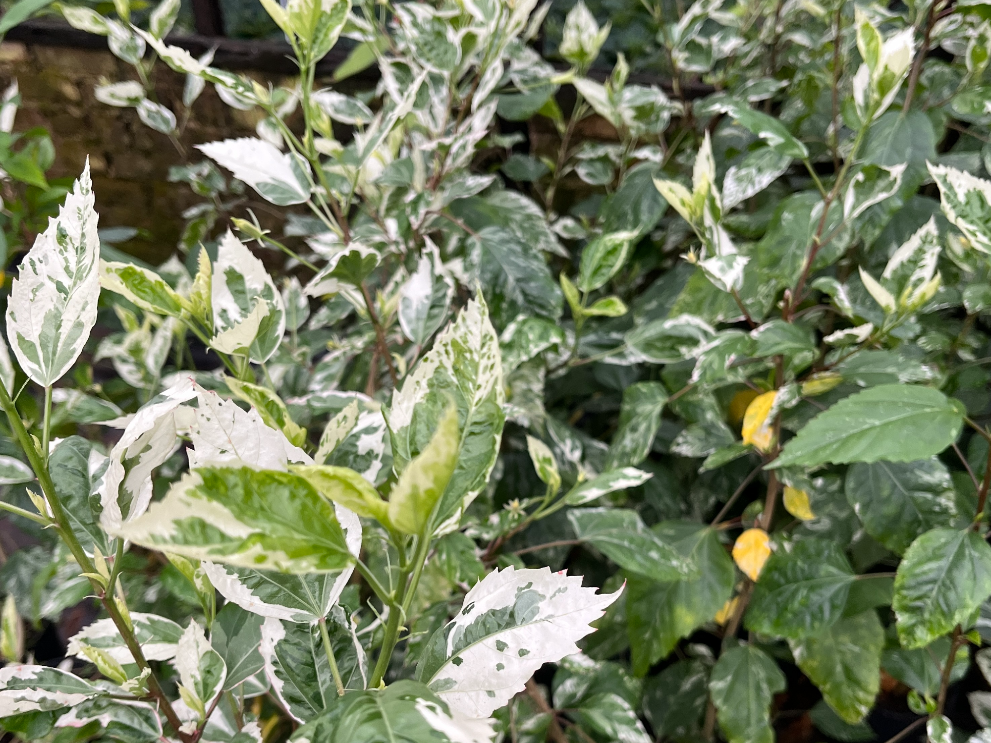 Rosa china variegada S