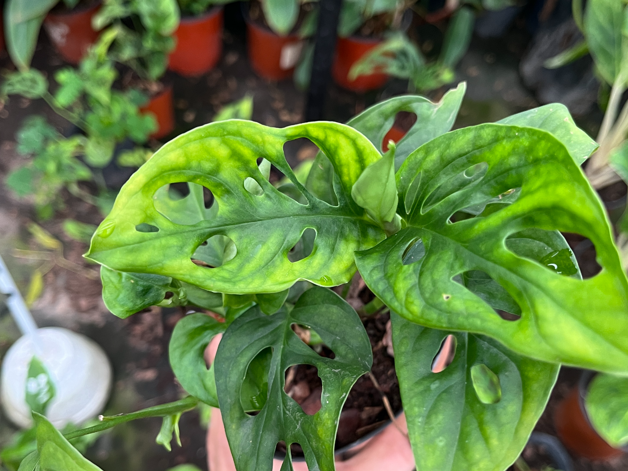 Monstera Adansonii S