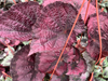 Begonia rex roja S