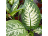 Dieffenbachia Tropic S