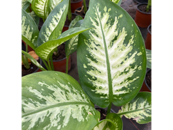 Dieffenbachia Tropic S