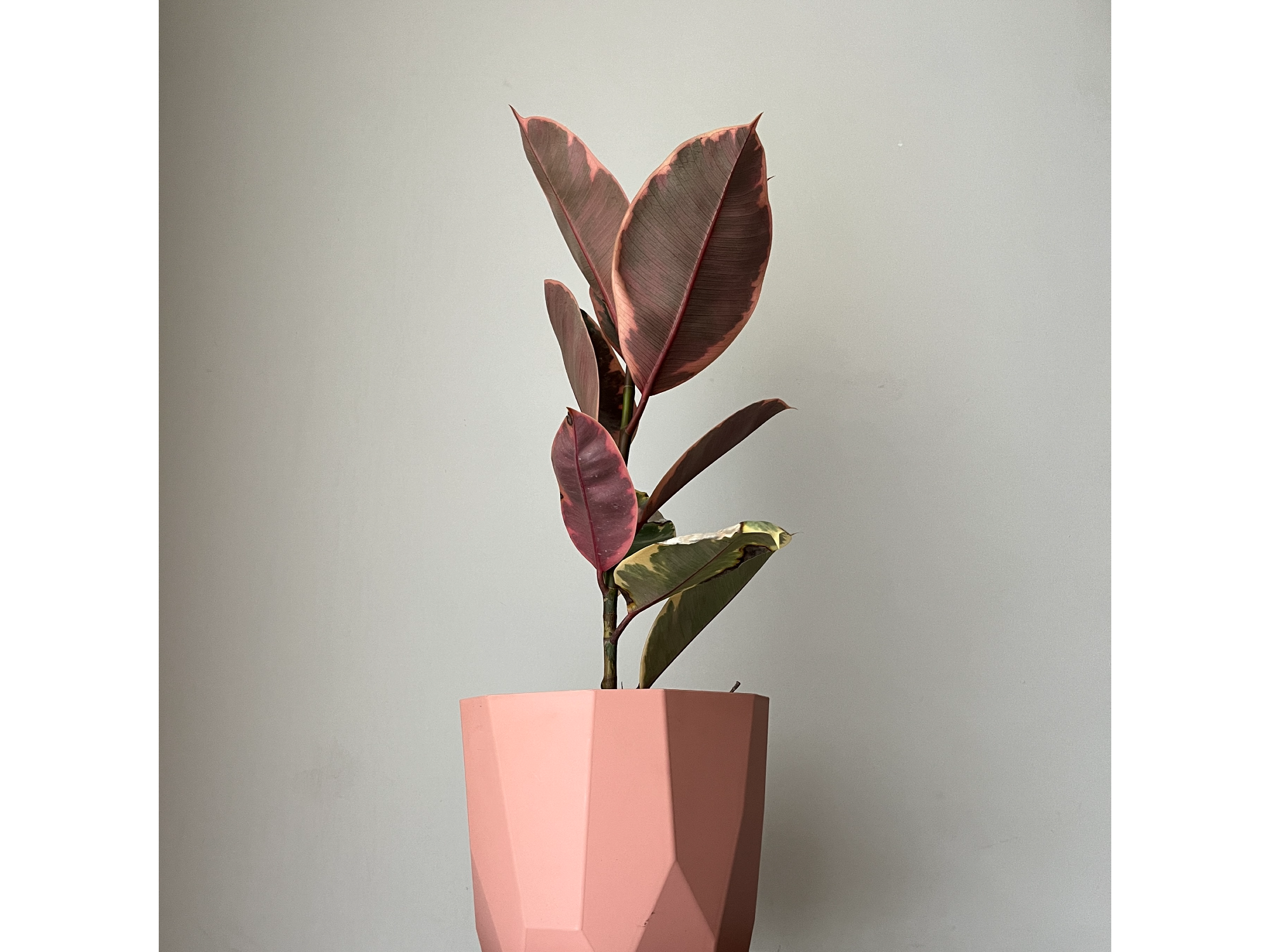 Gomero Ruby S + Maceta Facetada Rosa