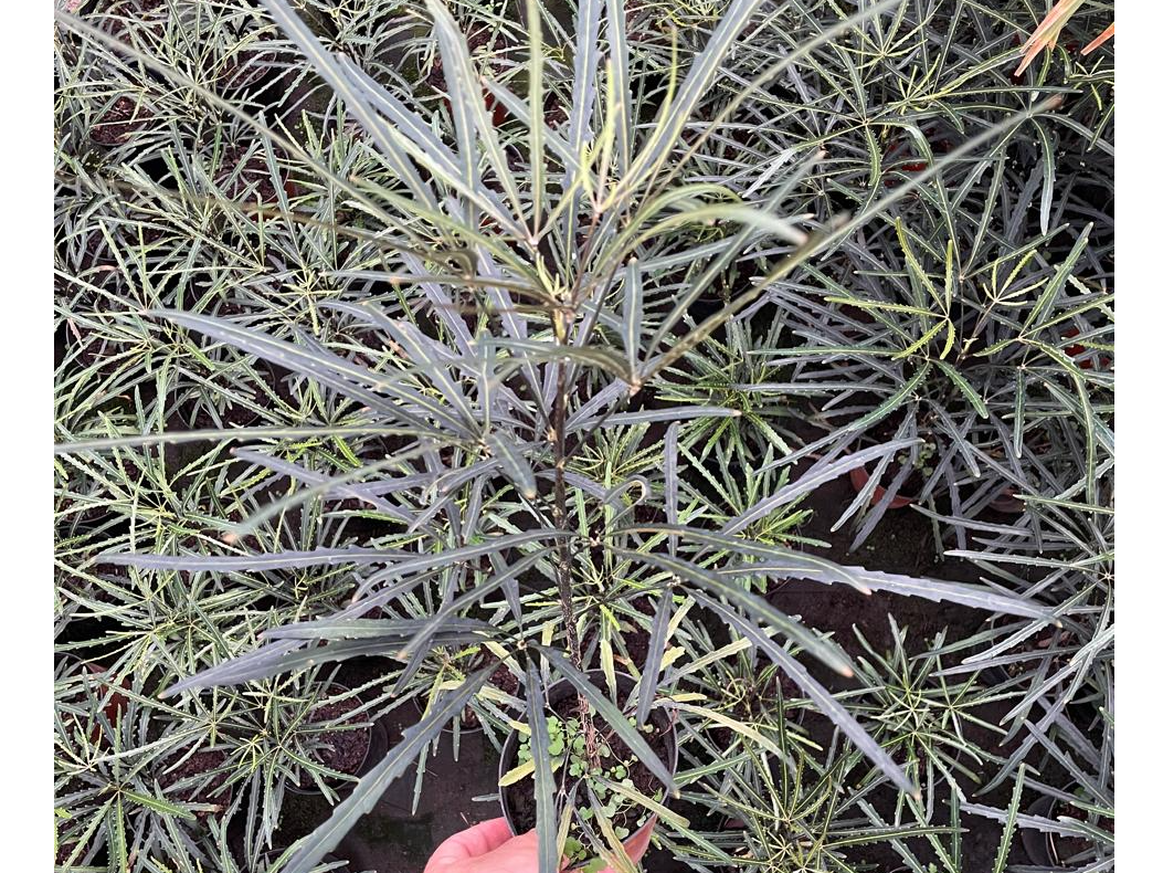 Aralia Eslegantisima S