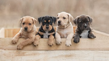 Cachorros
