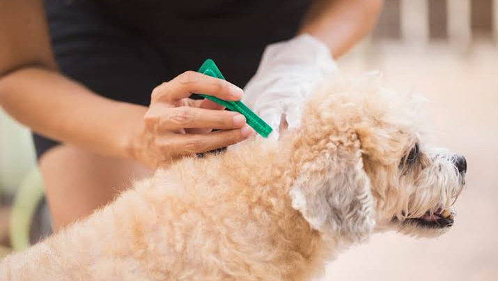 Pipetas & Antiparasitarios