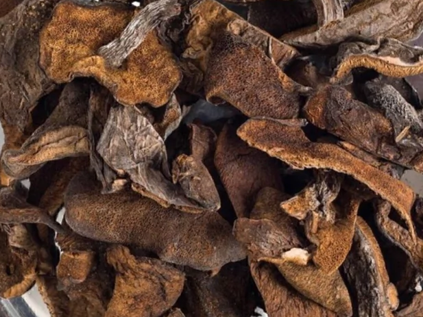 Hongos de pino deshidratados