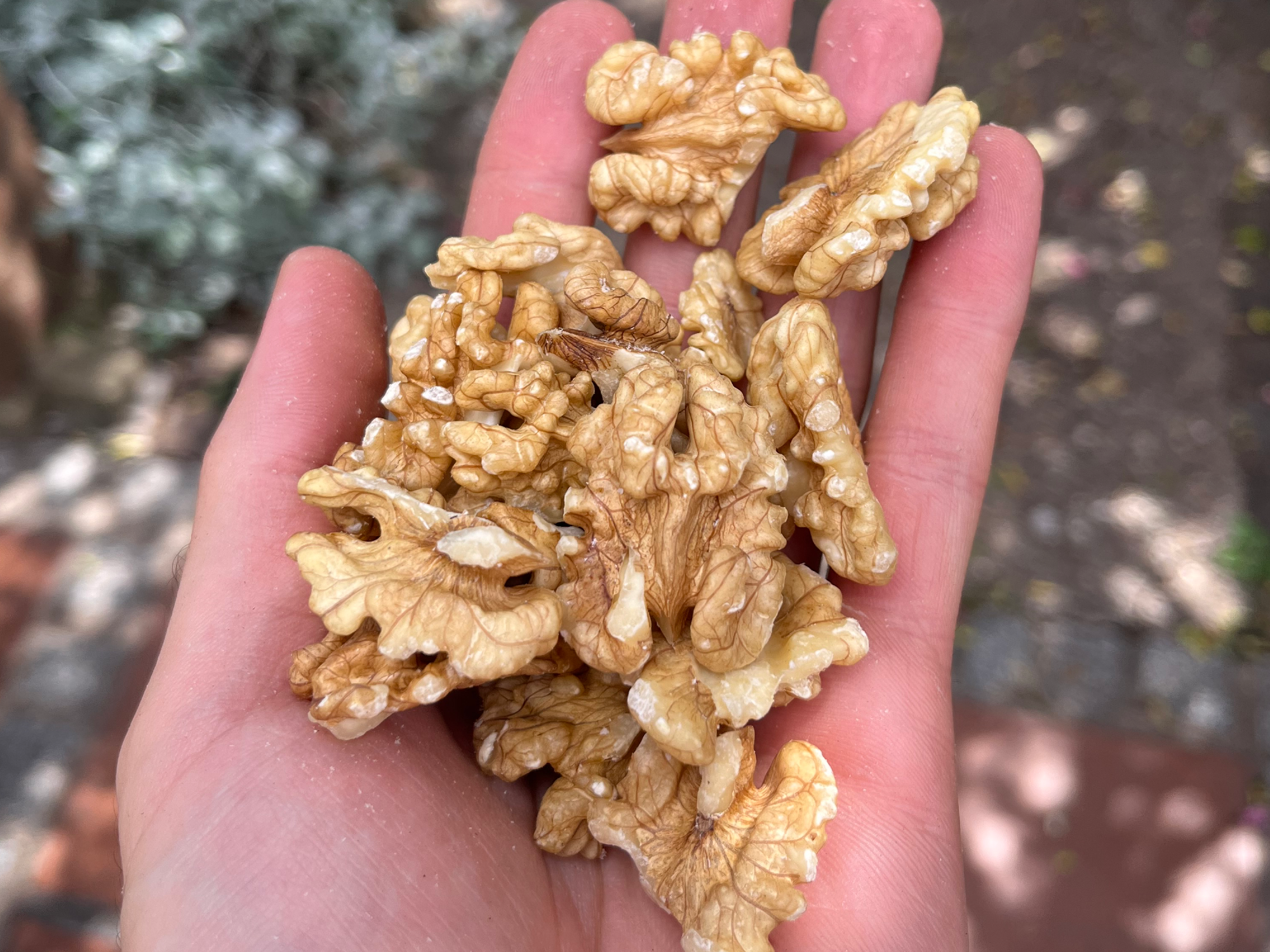 NUEZ MARIPOSA EXTRA LIGTH 2026! Precio por kilo llevando 5 kgs a granel!