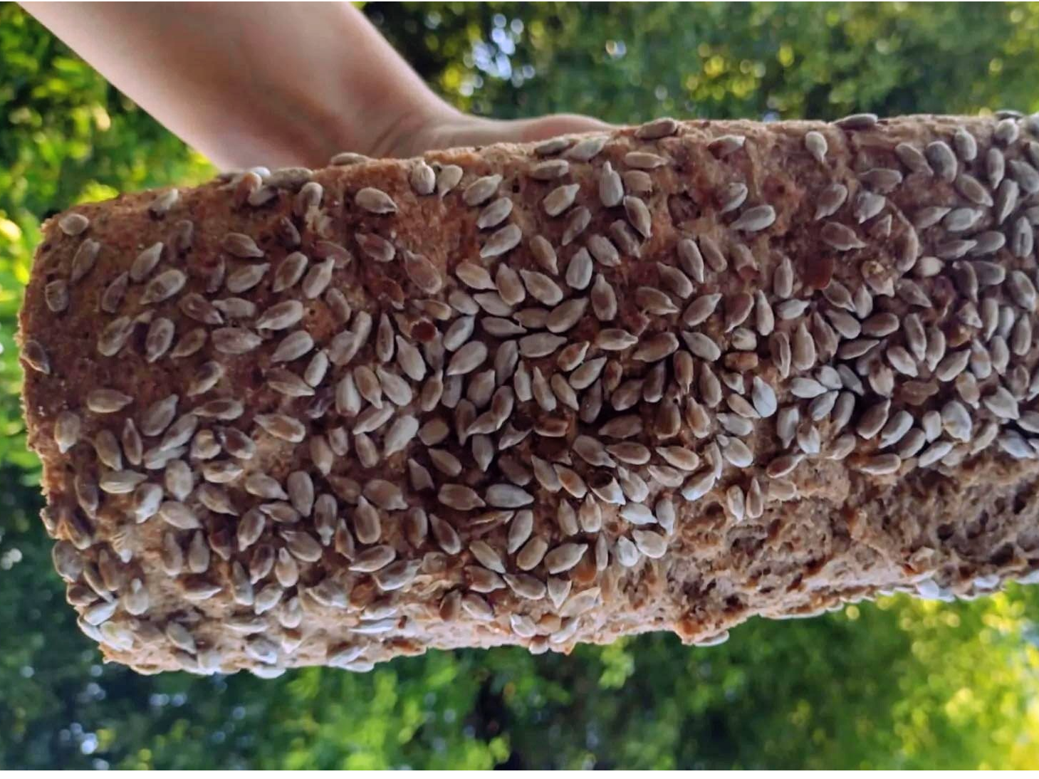 Pan integral c/semillas