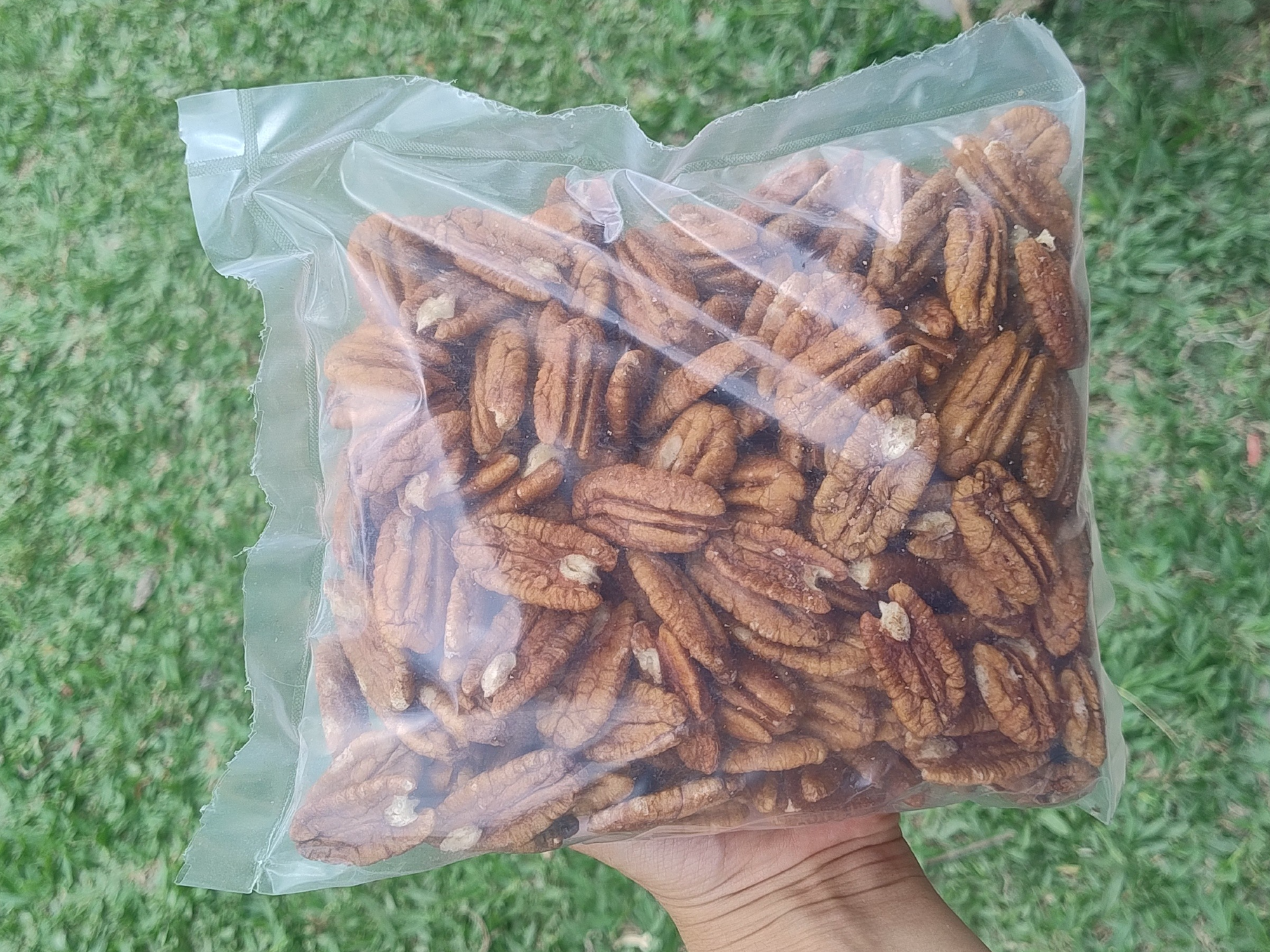 nueces pecan