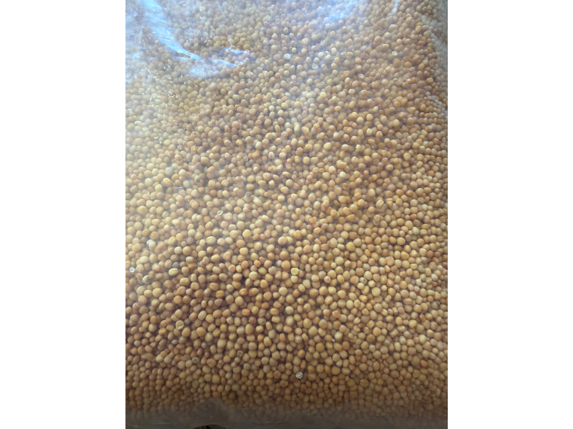 Mostaza en grano