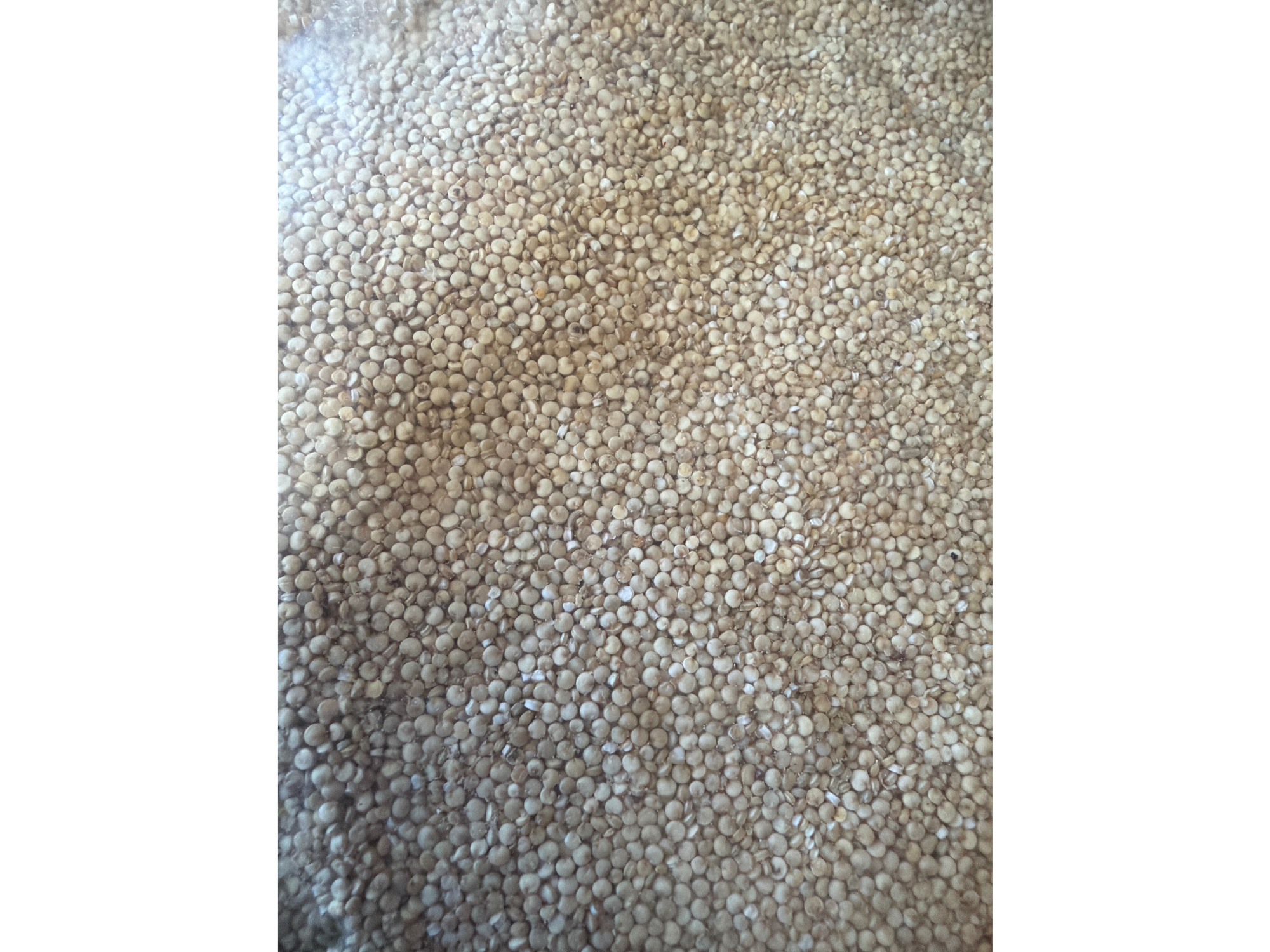 Quinoa semilla