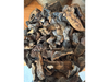 Hongos de pino