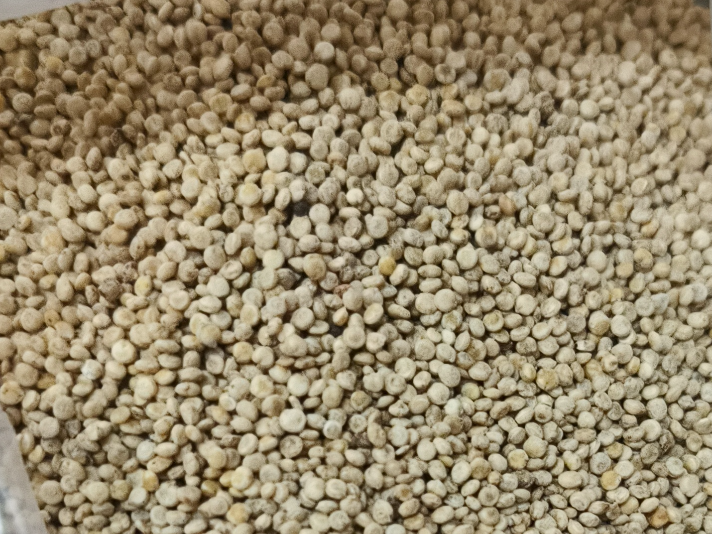 QUINOA BLANCA