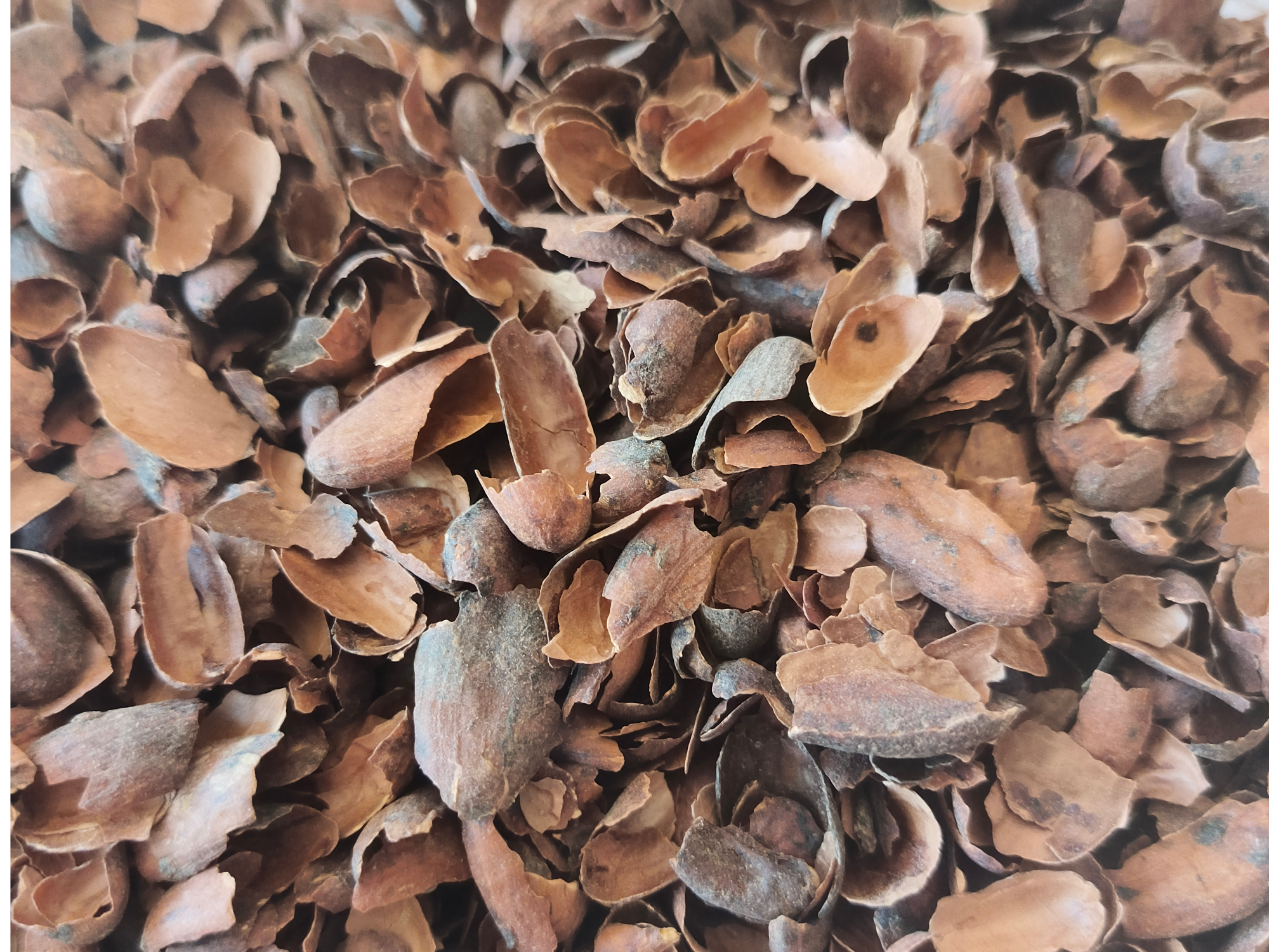 CASCARILLA DE CACAO