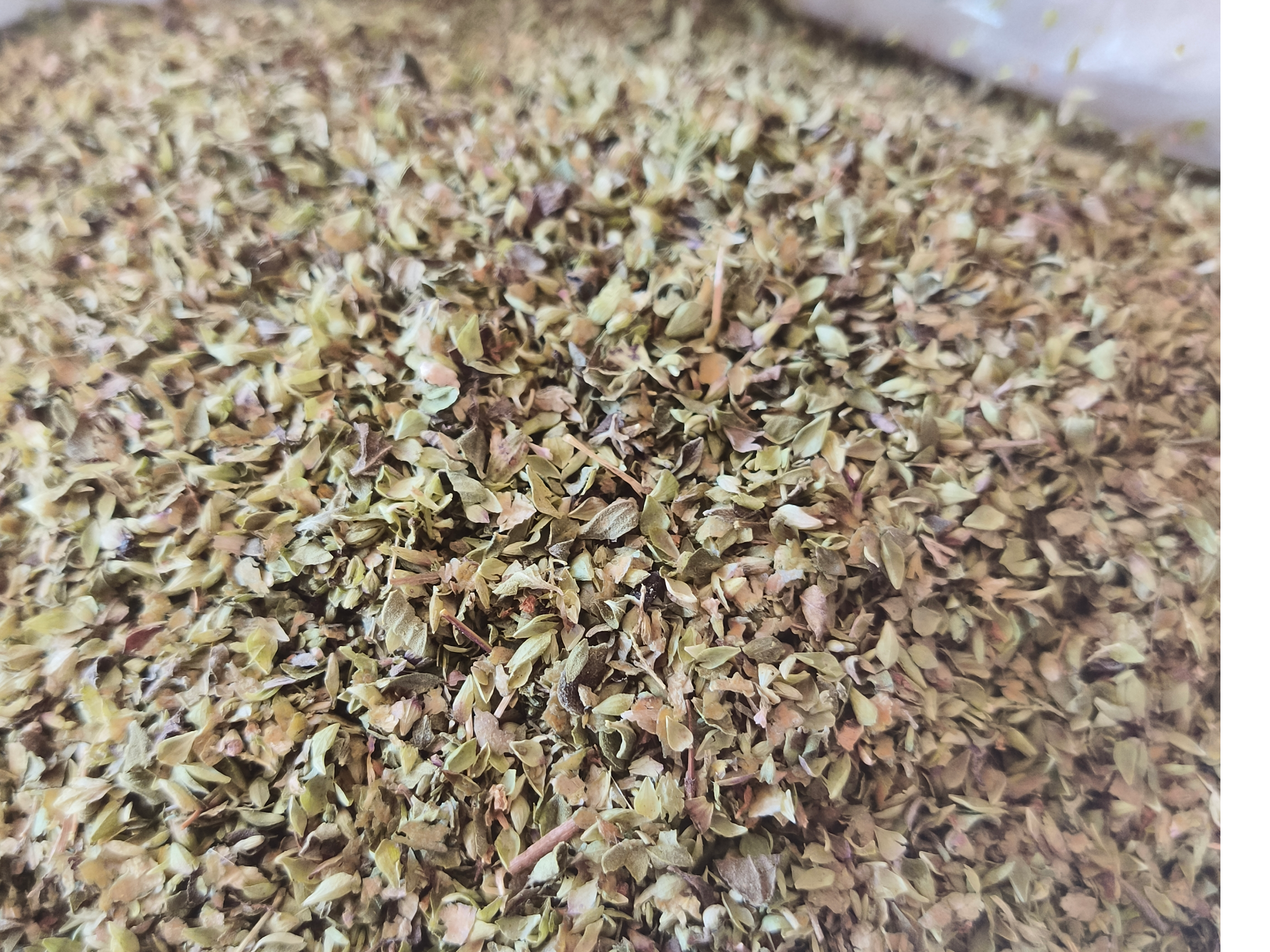 OREGANO