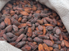 Semilla de cacao
