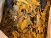 Gingko