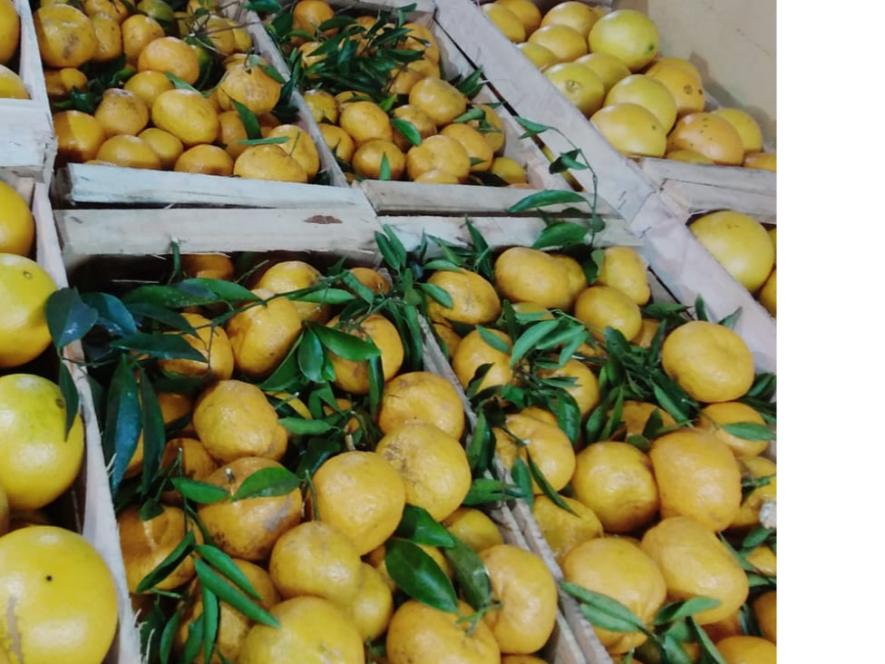 mandarina criolla