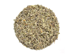 Salvia
