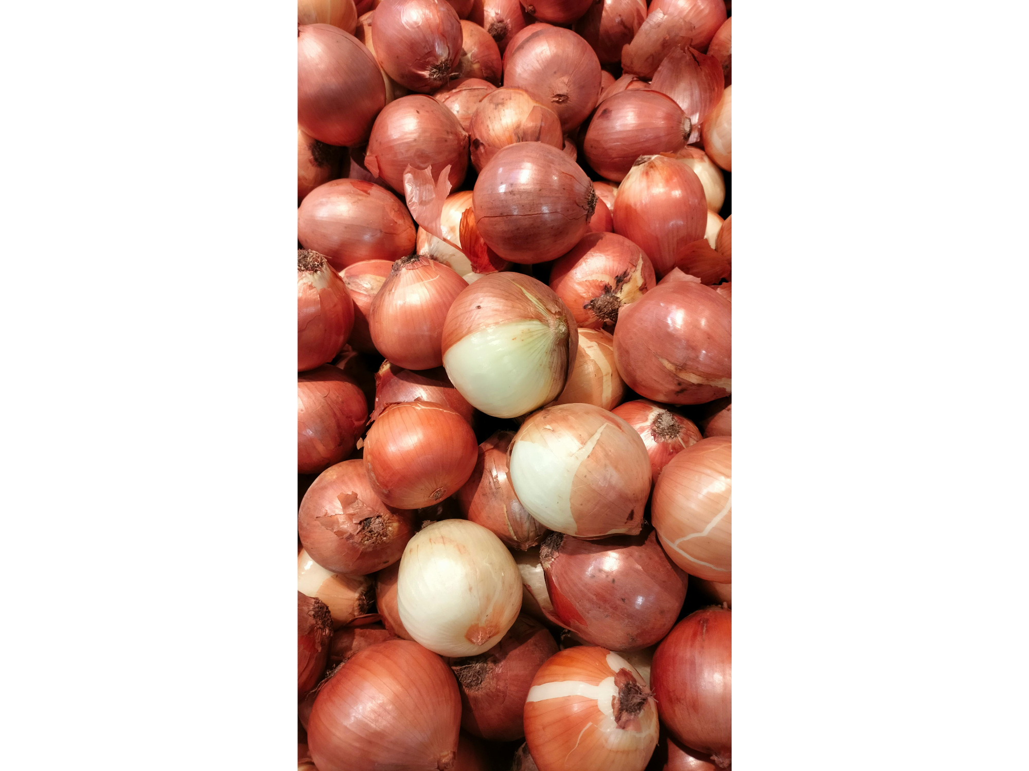 CEBOLLA