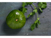 ZAPALLITO VERDE