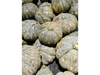 CABUTIA