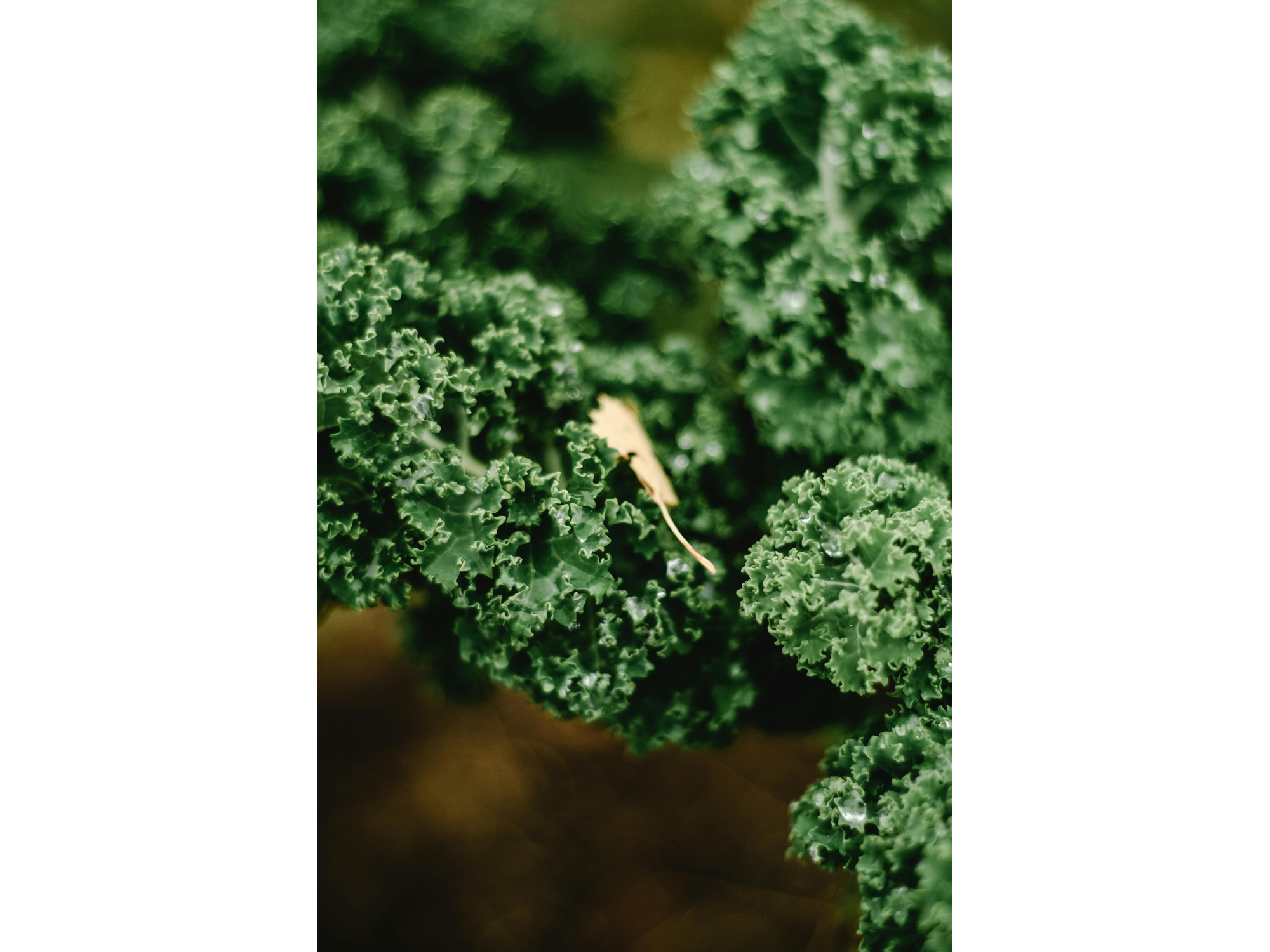 KALE
