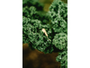 KALE