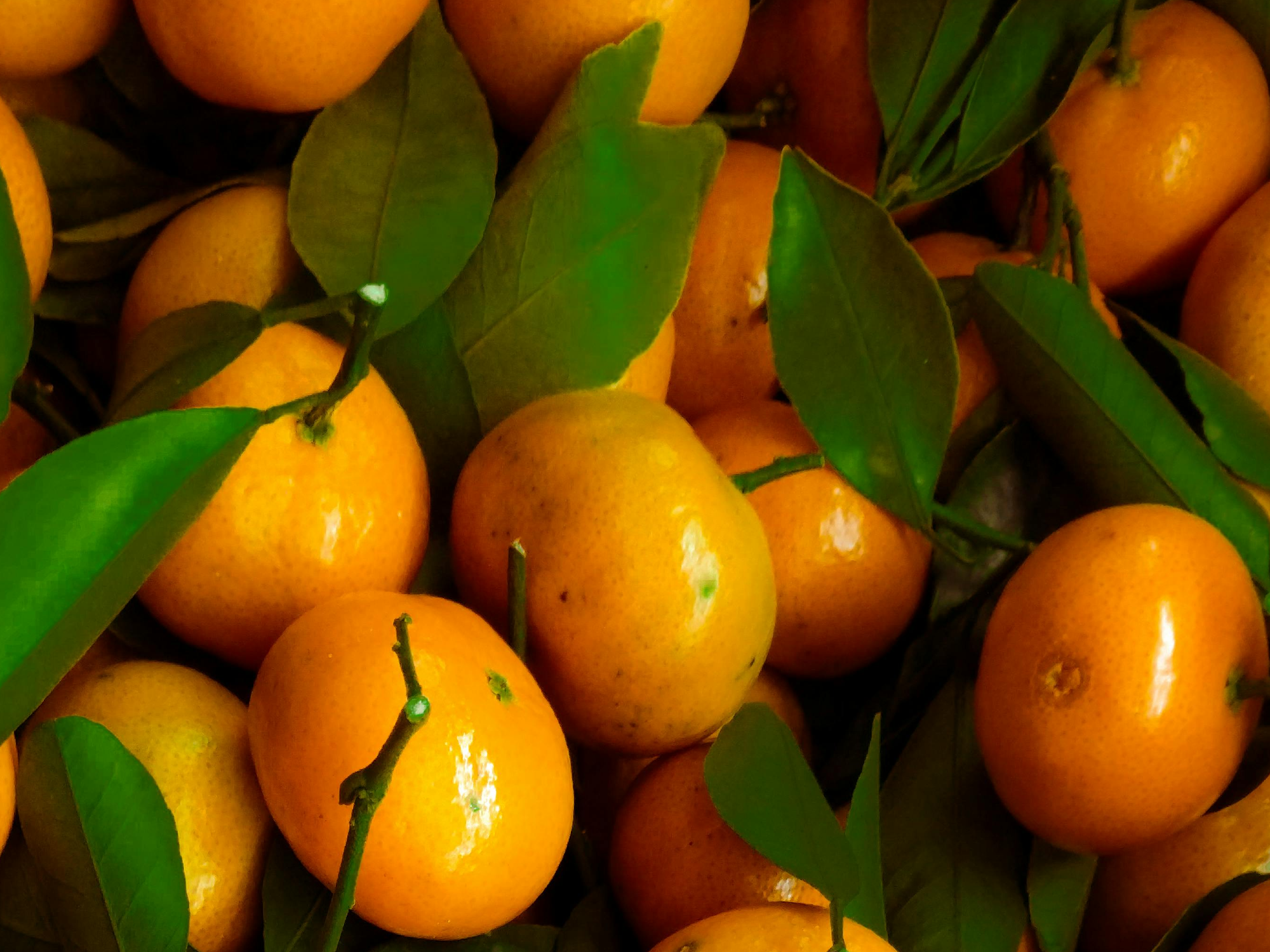 MANDARINA
