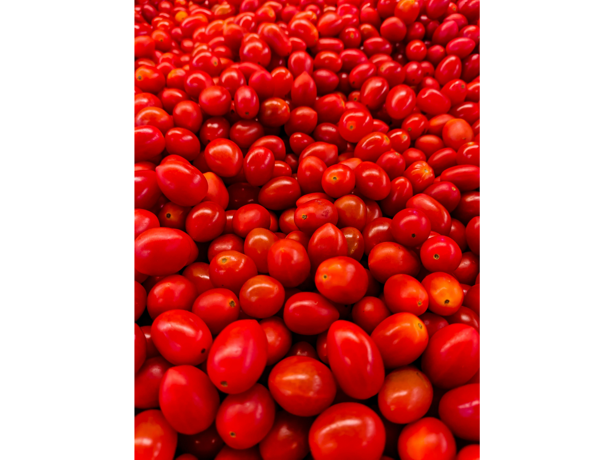 TOMATE CHERRY
