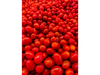 TOMATE CHERRY