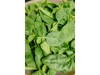 ESPINACA