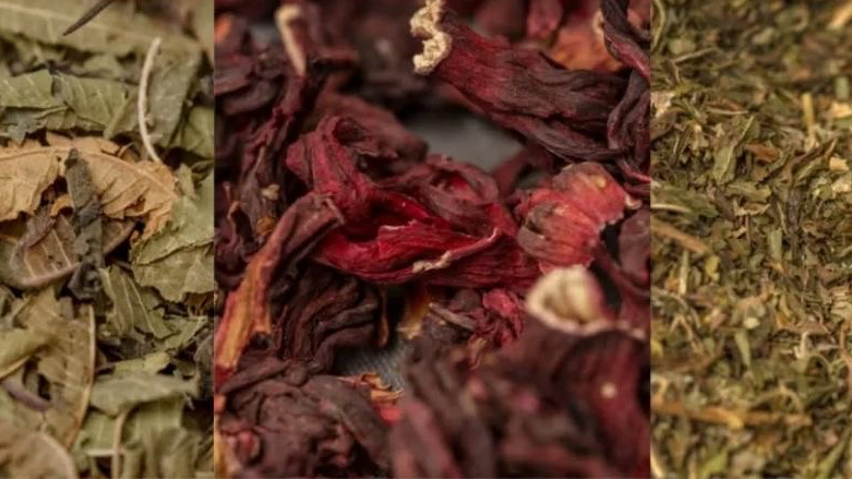 HERBORESTERÍA, BOTÁNICOS, HIERBAS, ETC