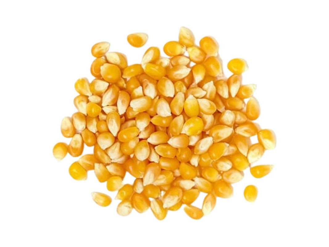 Maíz pisingallo