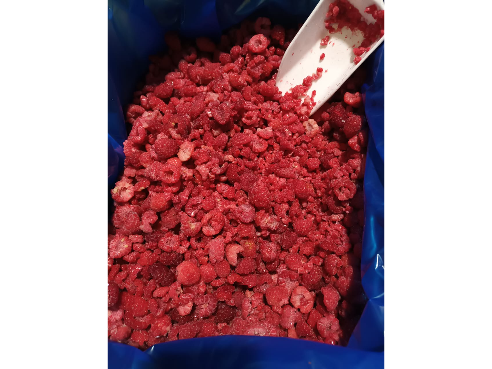 Frambuesa  partida IQF