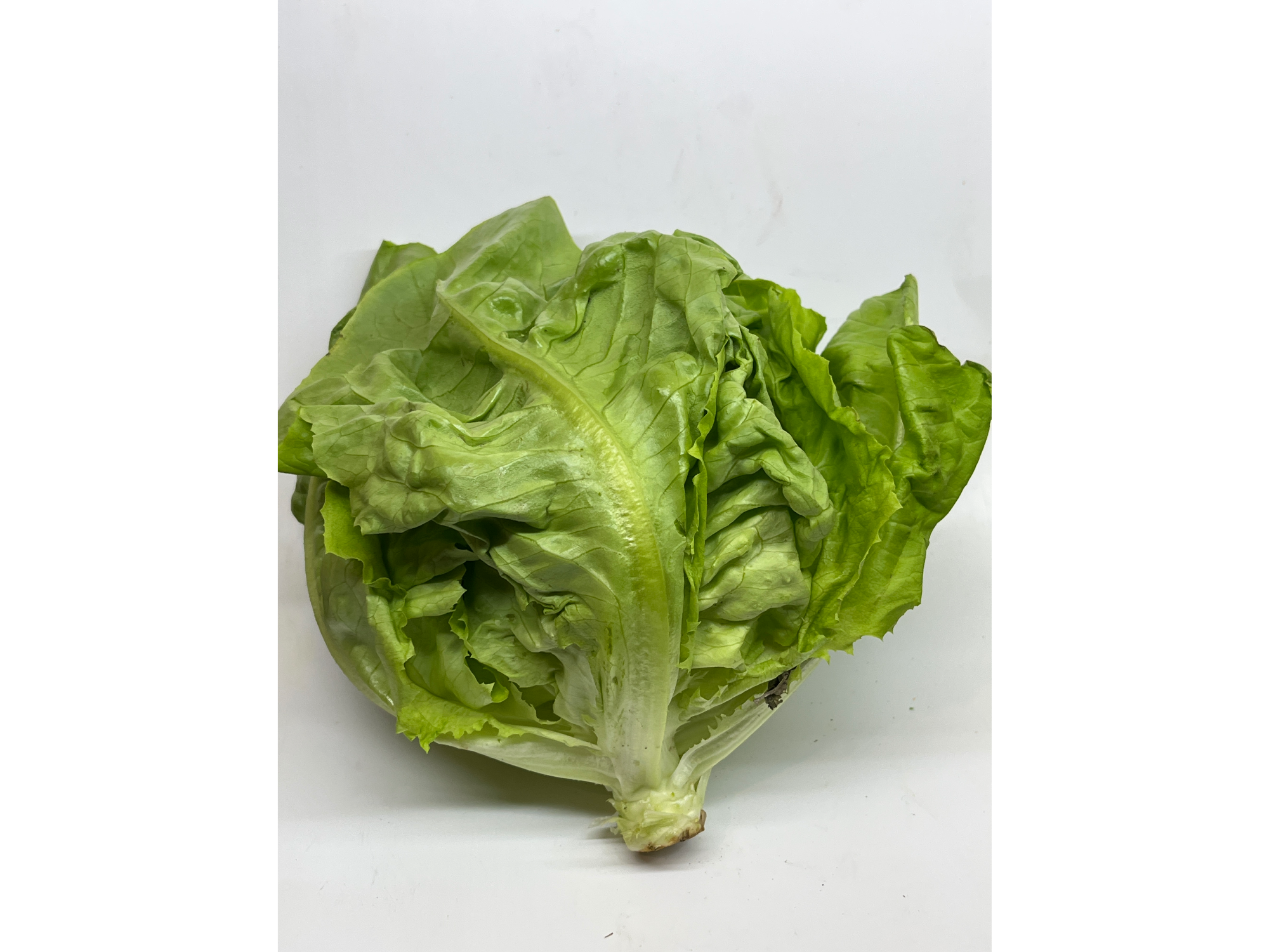 Lechuga