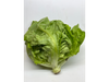 Lechuga