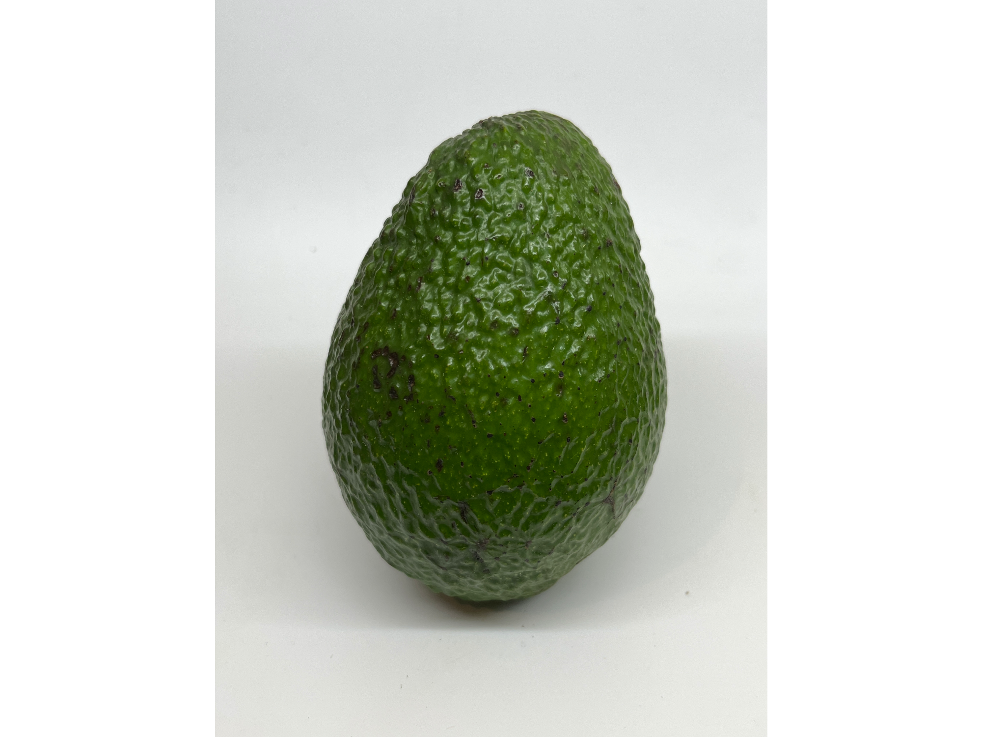 Palta