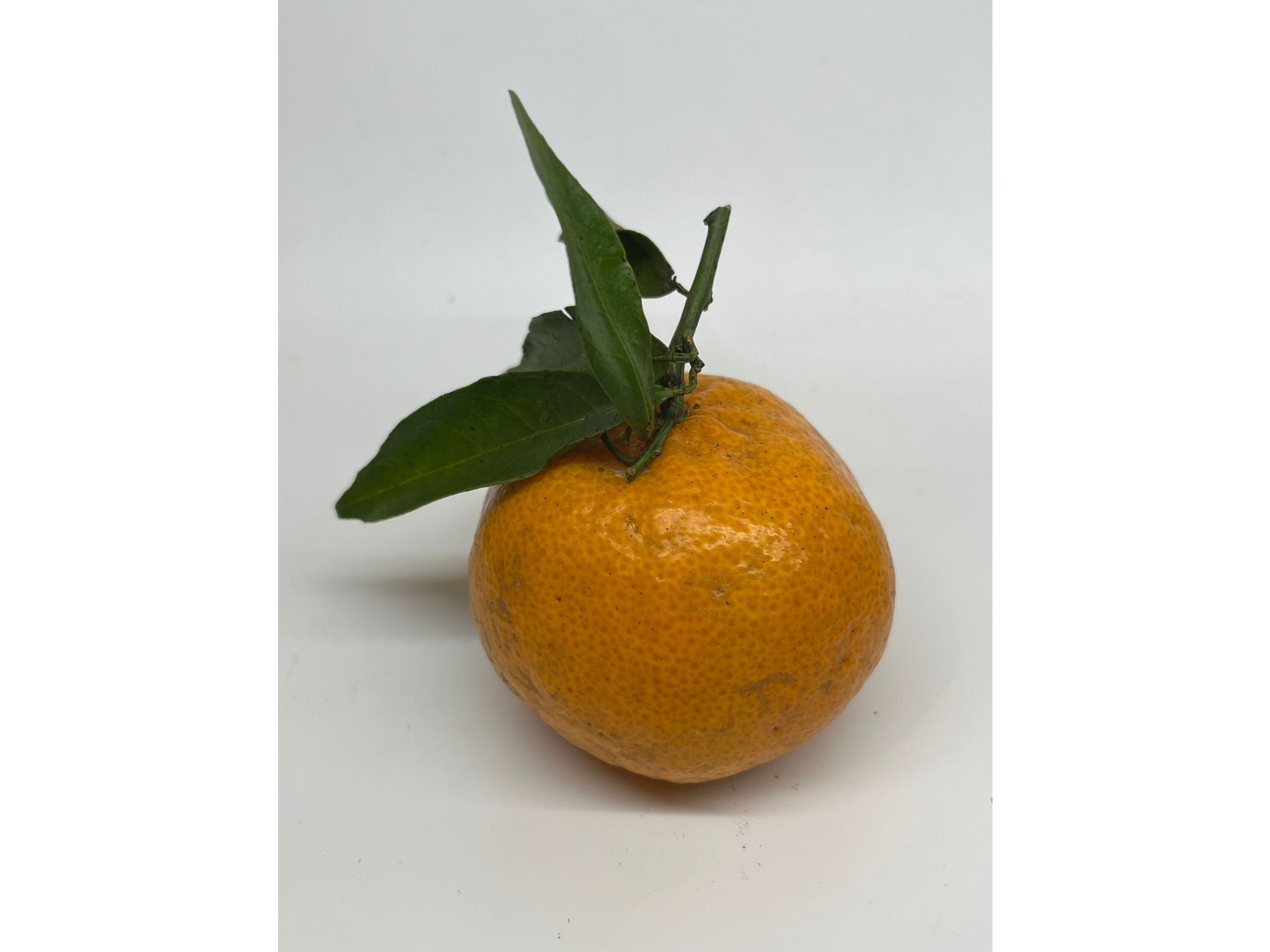 Mandarina