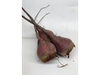 Remolacha Suelta